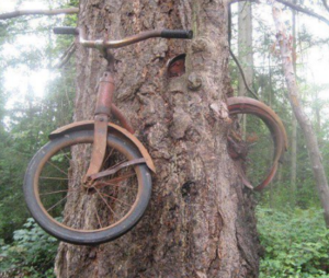 1005337814_TreeBike.thumb.PNG.22b199b68311b305d79e2ca9e12eef53.PNG