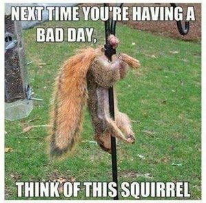 1669046518_SQUIRELLINDISTRESS....thumb.jpg.6fd087a077af527f610ed37dbdb0c3be.jpg