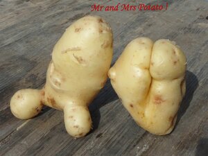 1917844938_MrandMrsPotato(Large).thumb.jpg.a160210c04ddd70c533705ed382e91ee.jpg