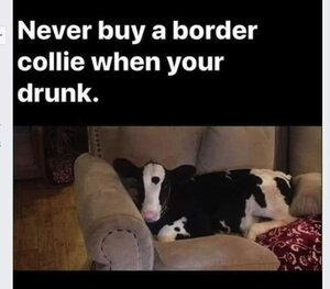 271042098_bordercollie.thumb.JPG.d6c2238c14eda4837fc89fd1ecd9eeef.JPG