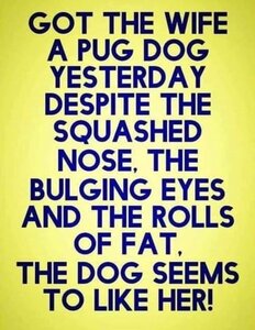 340314611_PugDog.thumb.jpg.5b25143b333f3fe101d44a51fbe72c12.jpg
