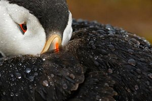 409151651_ATLANTICPUFFIN-BirdPhotooftheyear2018MarioSuarezPorrasSpain.thumb.jpg.6f2797461a79a6f7e751c37371c7e07b.jpg
