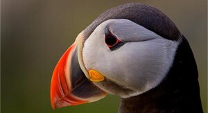 415739824_ATLANTICPUFFIN.thumb.jpg.57edc9ae43b57b5b5a773505dadd74f2.jpg