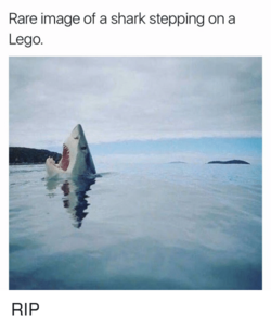 444354271_RAREIMAGEOFSHARKSTEPPINGONALEGO.thumb.png.122ba40dc44c6447fc6d980e285a5ce3.png