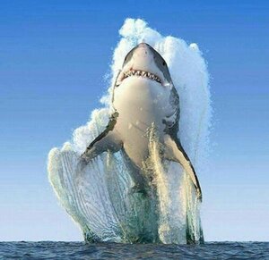 605719348_SHARK-NATGEOPICOFTHEYEAR2016.thumb.jpg.5eafbf89ab9e3aea4b9f754a22d705a0.jpg