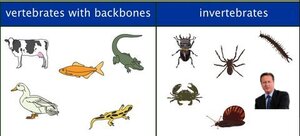 828490223_Vertebrateswithbackbones.thumb.jpg.fbecb7b0b227ac800fc7af5e3b0e6ca6.jpg