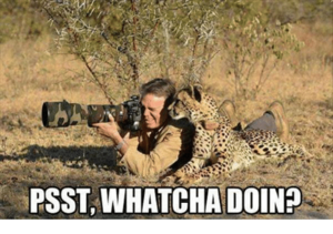 984667843_Psst...cheetah.thumb.png.9a42b9e97d3ab39eaaaf96d31d99e928.png