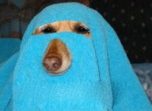 Barkha.thumb.jpg.2954ba5dd11a88a1529bd82ae4f20fa2.jpg