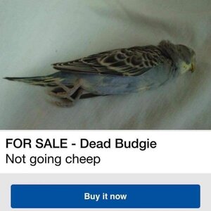 Budgie.thumb.jpg.08881b9eeab35c84e0516d9e10e61c0b.jpg