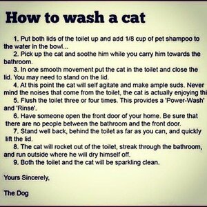 CATWASH.thumb.jpg.781531b0794a0543a4b05de74c69faab.jpg