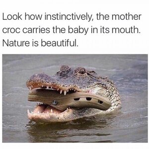 CROC.thumb.jpg.10dfa4b21c0369328aa531655a964a4f.jpg