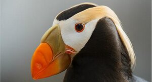 CrestedPuffin.thumb.jpg.6f4dae8a1f57ea977ea765a04477ac17.jpg