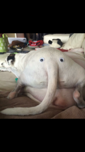 DOGLEPHANT.thumb.png.6d065db40eb042a303a75301c44a167b.png