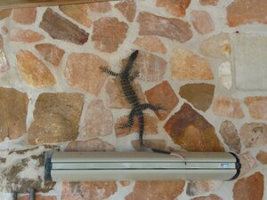 Goanna2.thumb.jpg.c0d35ca08227e18e2d88622b9fc5f110.jpg