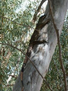 Goanna3.thumb.jpg.c24cfe42a1855c4801ddcecf19be13ff.jpg