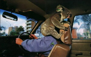 Koala.thumb.jpg.6823b6ae18499a37a2ebb2d203a21c92.jpg