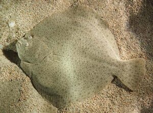 Turbot.thumb.jpg.4c535cd98abd060e21e7627af7aebb63.jpg