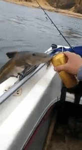 fishdrink.thumb.gif.67db1dc33b3814b337f4a87b96bfa8ac.gif