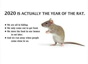 911181320_yearoftherat.thumb.jpg.446c7e84a5a0eacde420eb32d7d05c29.jpg
