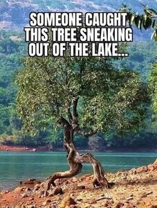 2030565647_sneakingtree.thumb.jpg.2932cfcbb81977791434ce4c8aafab2d.jpg