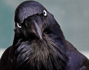 AustralianRaven.jpg
