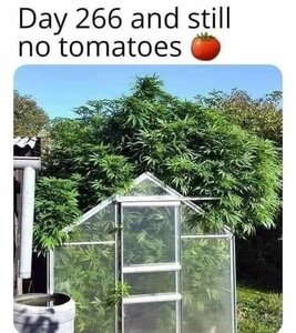 1559498581_notomatoes.thumb.jpg.f846087ca945df145c5f8b52e526c3dc.jpg
