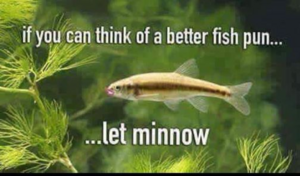 minnow.thumb.png.d4252756e4471c1229867079f40e90f6.png