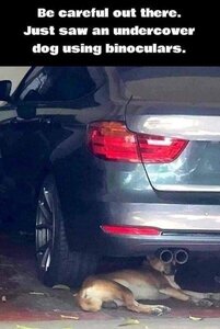511908830_undercoverdog.thumb.jpg.777a657f5e100a737d5625f8a282c49d.jpg