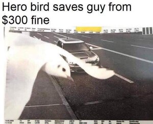 Bird-fine.jpg