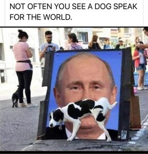 1172799059_dogputin.thumb.jpg.e974cb31ba2597377476e5bda2318ce9.jpg