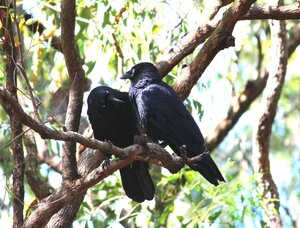 Mr. & Mrs. Crow.JPG