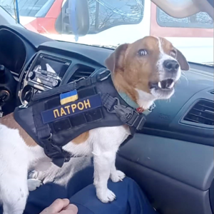 ukraine-bomb-dog.png