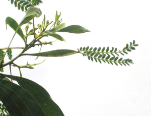 800px-Acacia_koa_with_phyllode_between_the_branch_and_the_compound_leaves.png