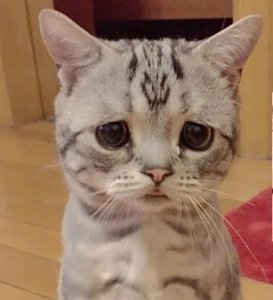 sad cat.jpg