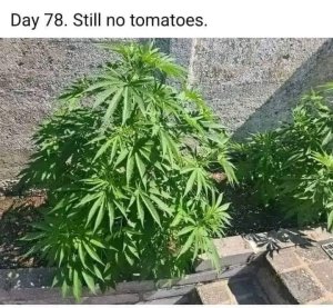 Tomatoes.jpg