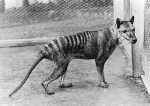 thylacine.thumb.jpg.900fb4635c2216666d960536f2190256.jpg