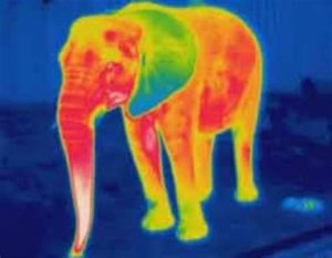 2082161612_thermalelephant.thumb.jpg.e242224c33ae149284026cd83b50b2e9.jpg