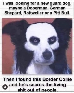 965929435_bordercollie.thumb.jpg.2a62384c3c3c2e449058ae2d5f8b4abf.jpg