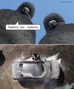 pigeons.jpg