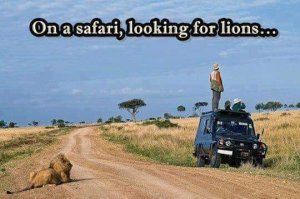 safari.thumb.jpg.a1e744f950155fc327fee02801961de5.jpg