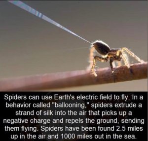 image.thumb.jpeg.44ff04602d978495e241eac859e65a6c.jpeg