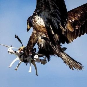 Eagledrone.thumb.jpg.b0bbcecf21fed3389d52f584fcba3631.jpg