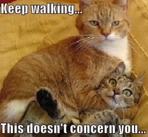 Cats-KeepWalking.jpg
