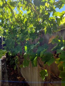 Grapevine.jpg