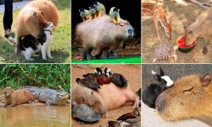 capybara-with-other-animals-v0-zo9ain4uaddb1.jpg