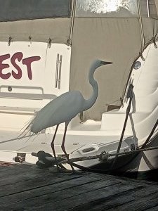egret2.jpg.0edac2c6ded079b157d4db3f01094cb3.jpg