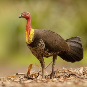 Australian_Brushturkey_2_-_Newington.jpg