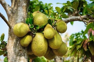jackfruit01.thumb.jpg.2429a46af0a49cda70e8ce0a3eebdffb.jpg