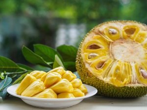 jackfruit02.thumb.jpg.ed30c4f10af7d61fbebb53cea1528911.jpg