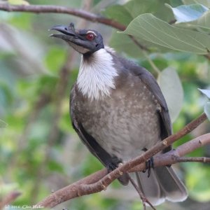 NoisyFriarbird2.thumb.jpg.0c77d36c3f7ad2081837865f71cf304c.jpg